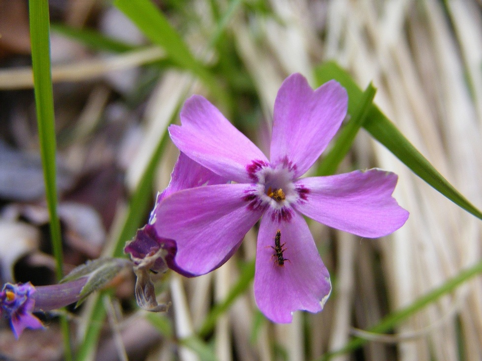 Phlox subulata